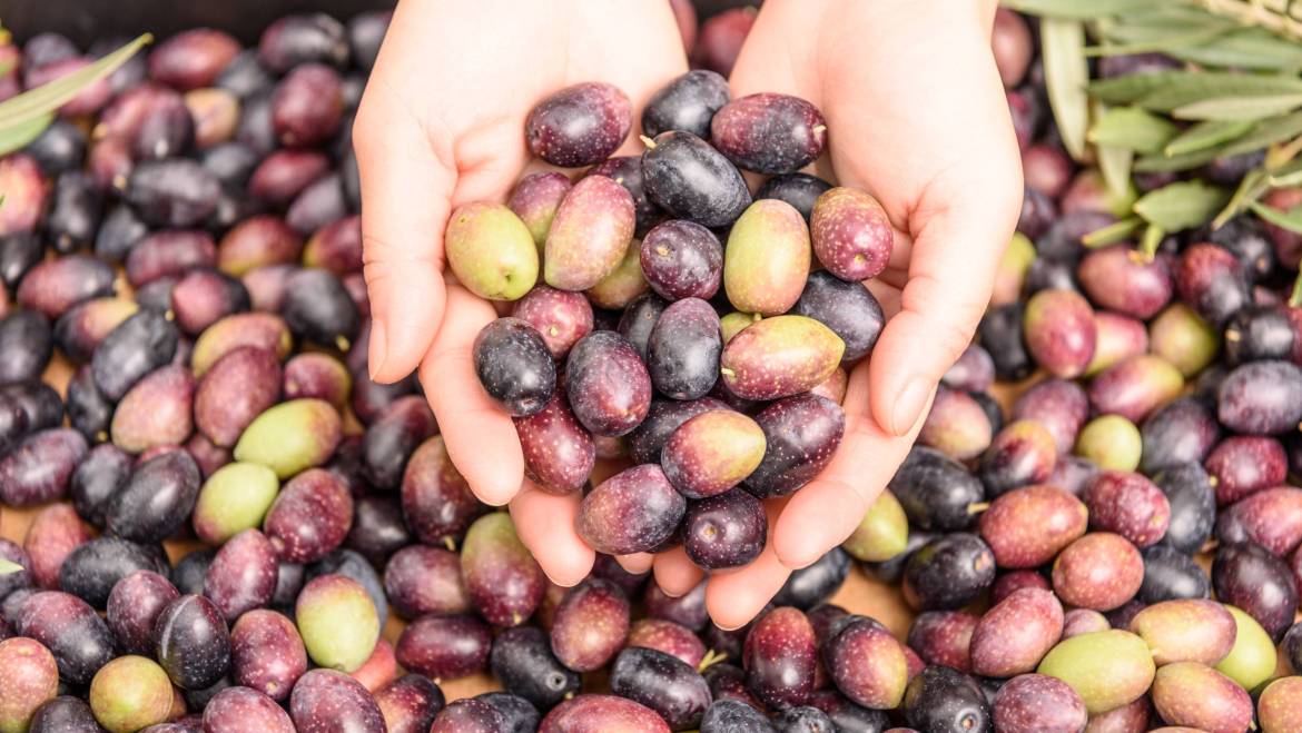 How Olive Oil Fits in a Healthy Lifestyle