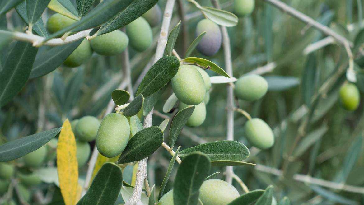 4 Ways to Use Fresh Herbs And Olive Oil